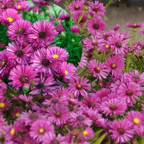 Aster dumosus 'Jenny' - Madal aster 'Jenny' P9/0,55L